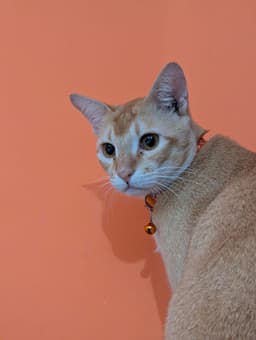 Cat badge
