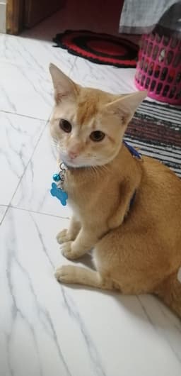 Cat badge