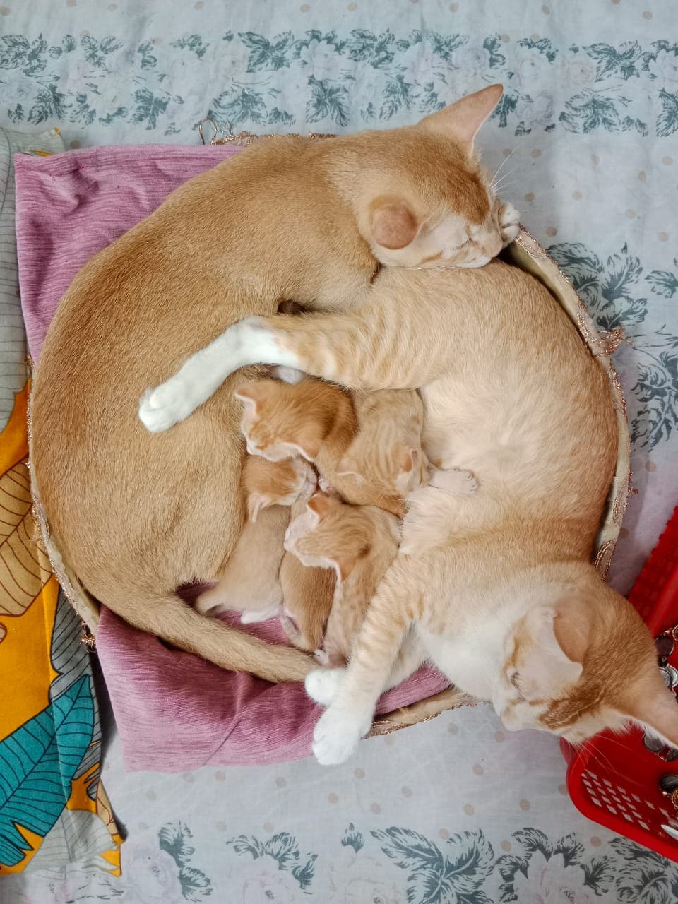Cats playing